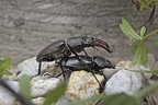 Lucanes cerfvolant