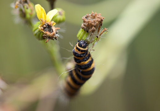 Chenille de l'Ecaille du séneçon